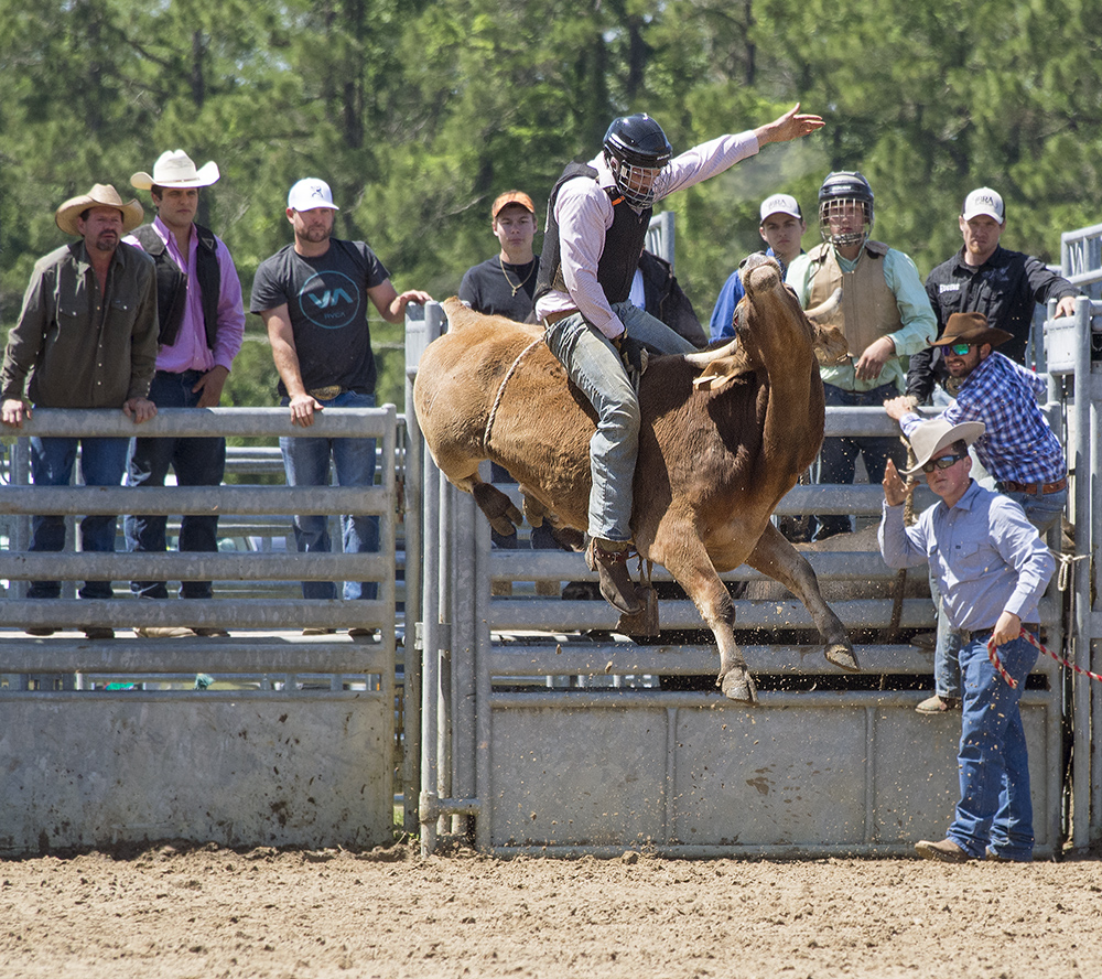 Cracker Rodeo Bull Ride 1 