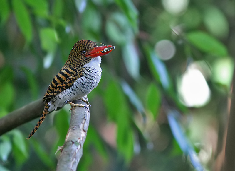 Banded Kingfisher