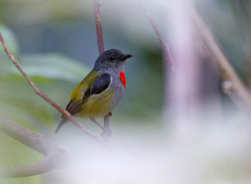 Halmahera Flowerpecker