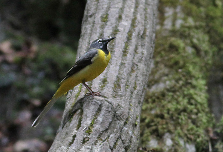 Grey Wagtail