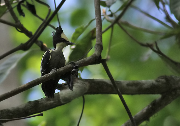 Heart-spotted Woodpecker, fem