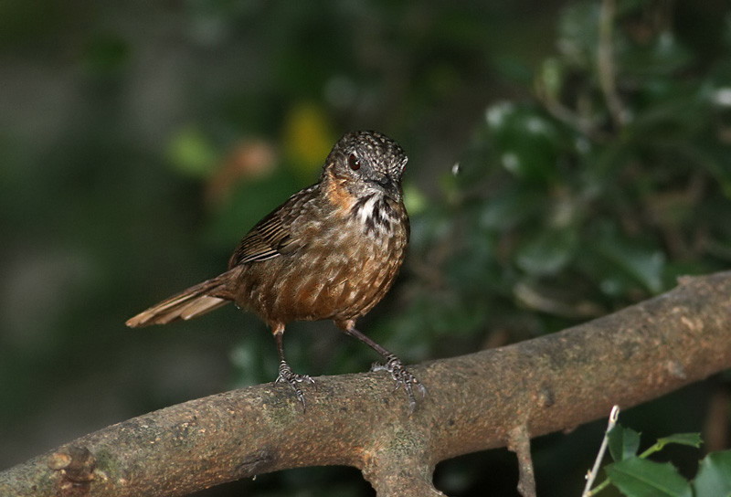 Rufous Wren Babbler