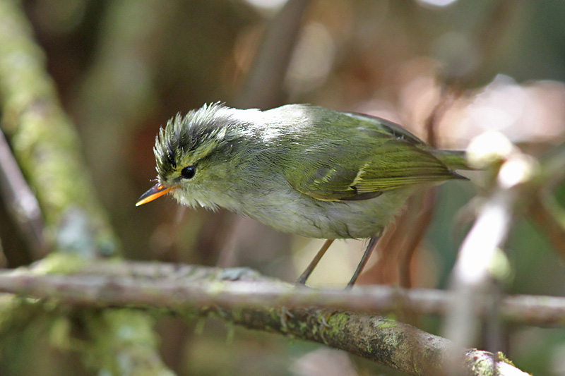 Davison's Leaf Warbler 