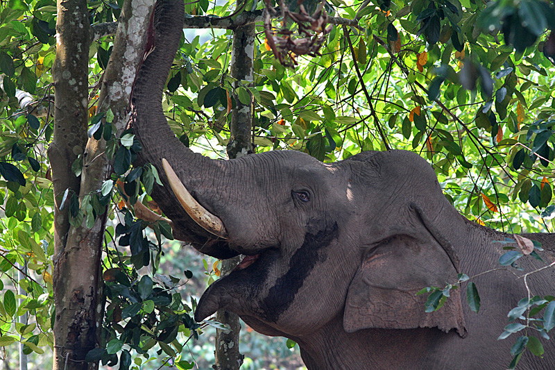 Asian Elephant 