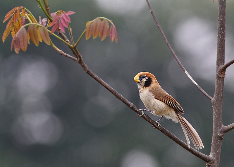 Spot-breasted Laughingthrush