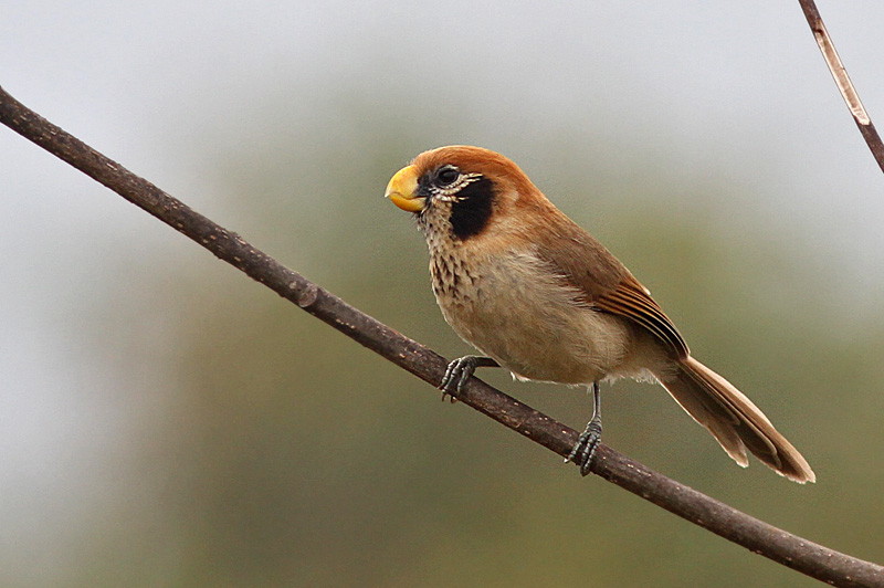 Spot-breasted Parrotbill