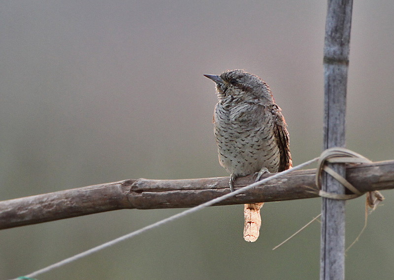 Wryneck