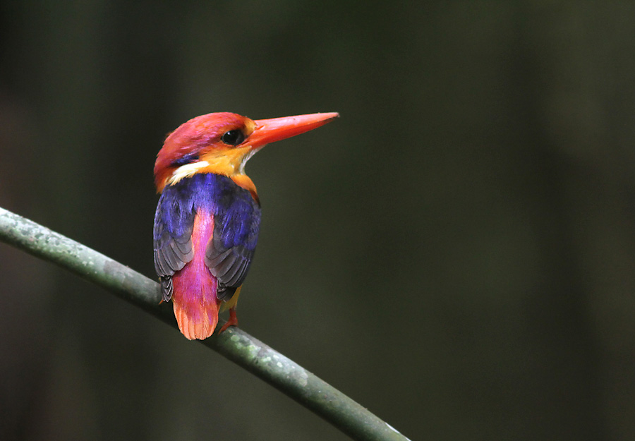 Black-backed Kingfisher (Oriental Dwarf)