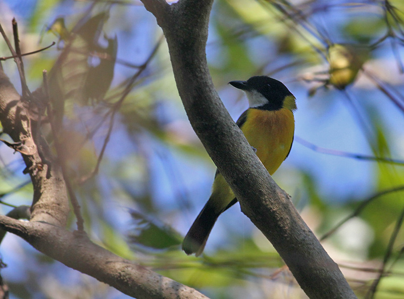 Rusty-breasted Whistler