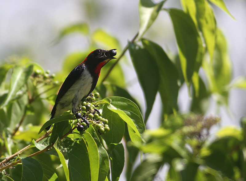 Black-fronted Flowerpecker