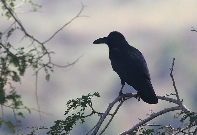 Large-billed Crow