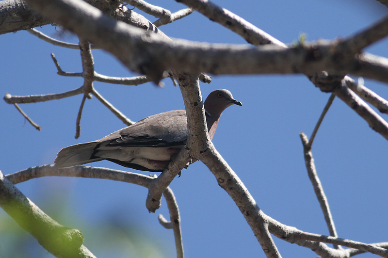 Island Collared Dove