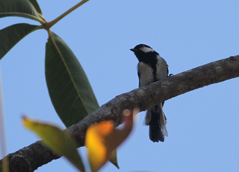 Cinereous Tit