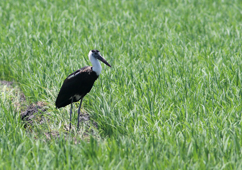 Woolly-necked Stork ((Ciconia episcopus)
