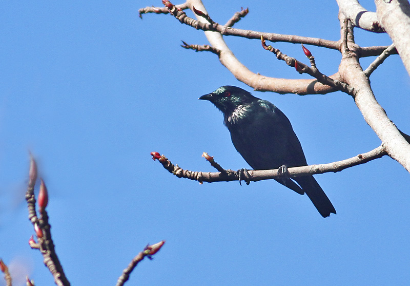 Short-tailed Starling