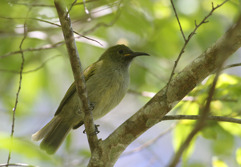 Scaly-crowned Honeyeater