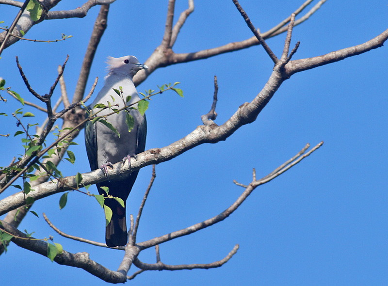 Green Imperial Pigeon