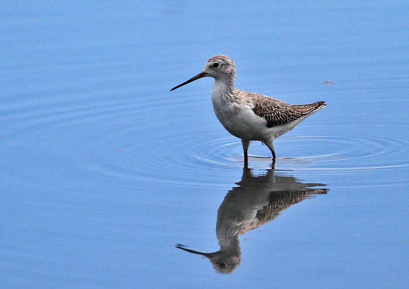 Marsh Sandpiper