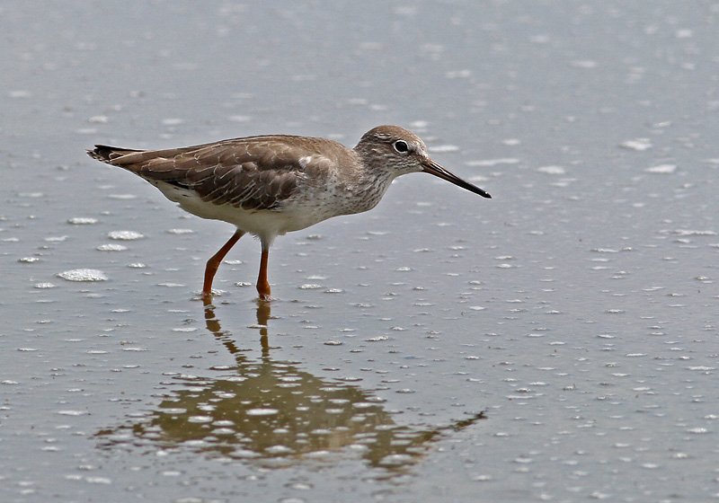 Common Redshank