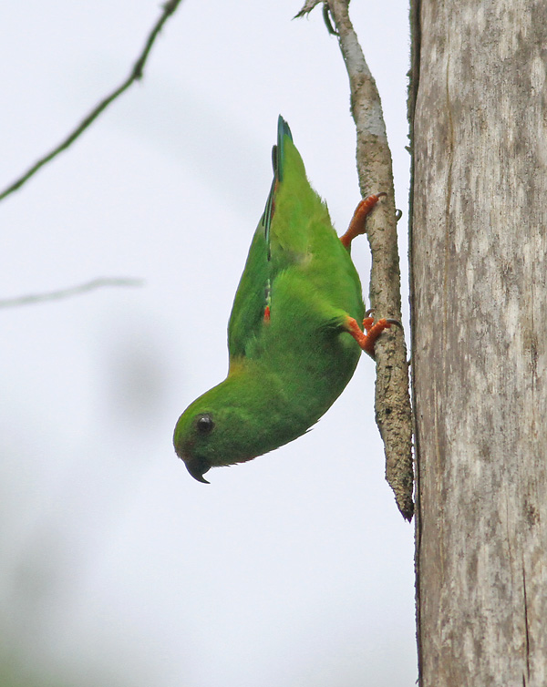 Sulawesi Great Hanging Parrot