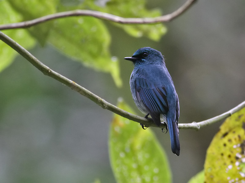 Island Verditer Flycatcher