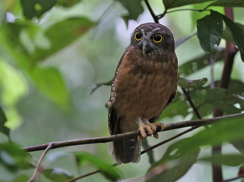 Ochre-bellied Boobook (Ninox ochracea)