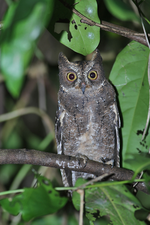  Sulawesi scops owl (Otus manadensis)