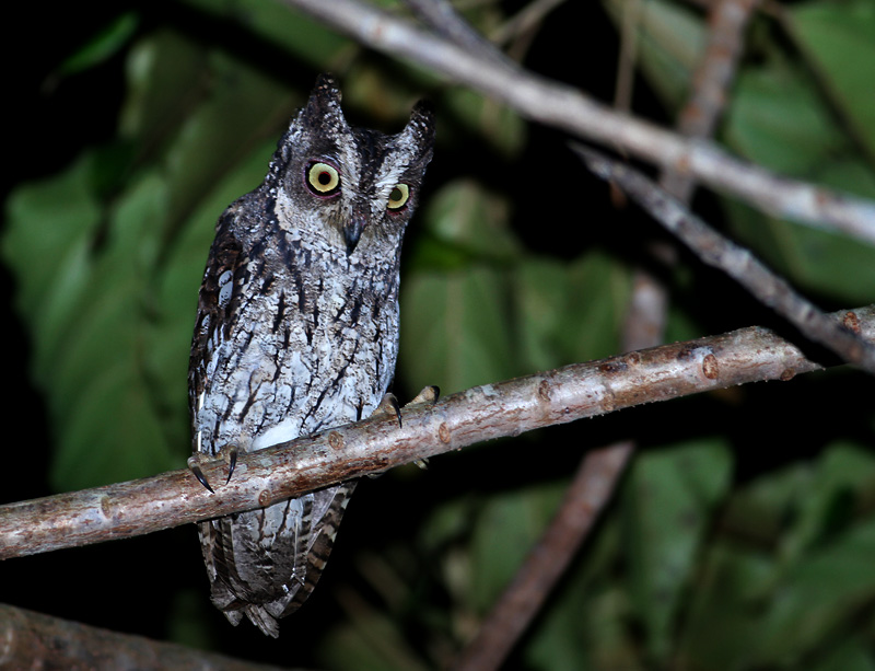 Moluccan scops owl (Otus magicus)