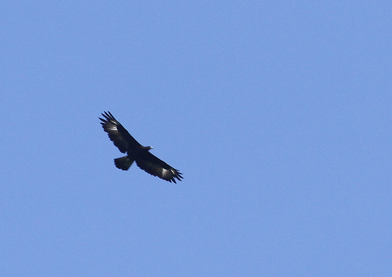 Gurneys Eagle