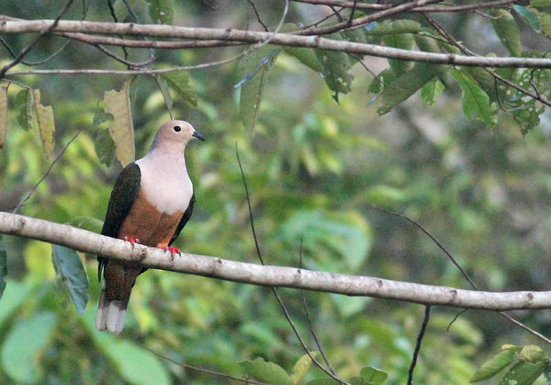 Cinnamon-bellied Imperial Pigeon