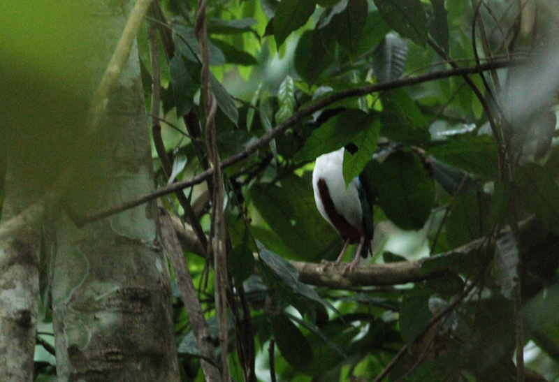 Ivory-breasted Pitta