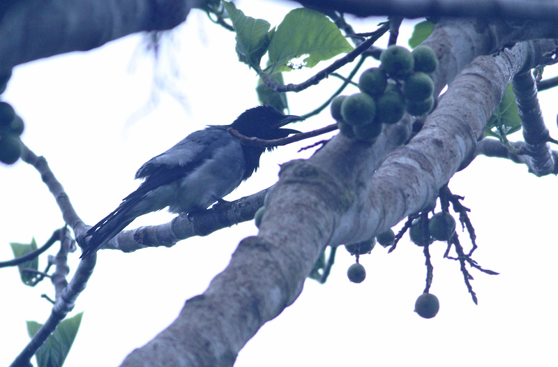 Moluccan Cuckoo-Shrike