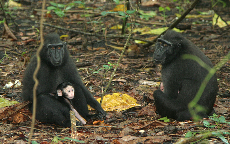Crested Black Macaques 