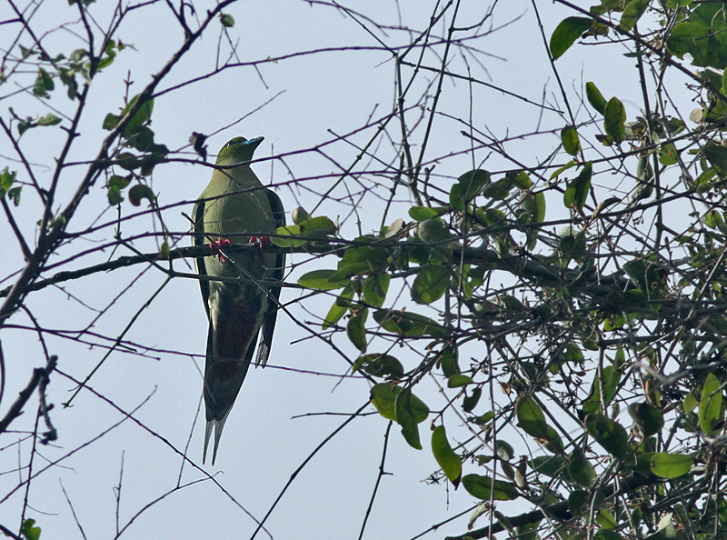 Pin-tailed Green Pigeon