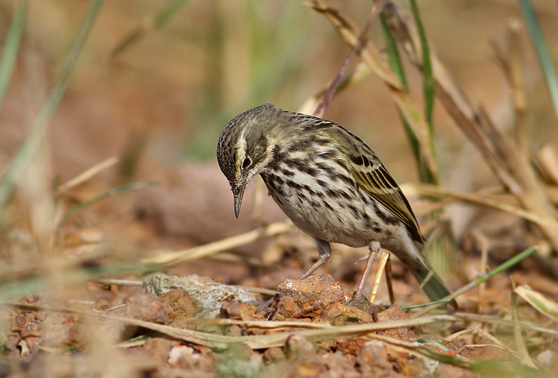 Rosy Pipit