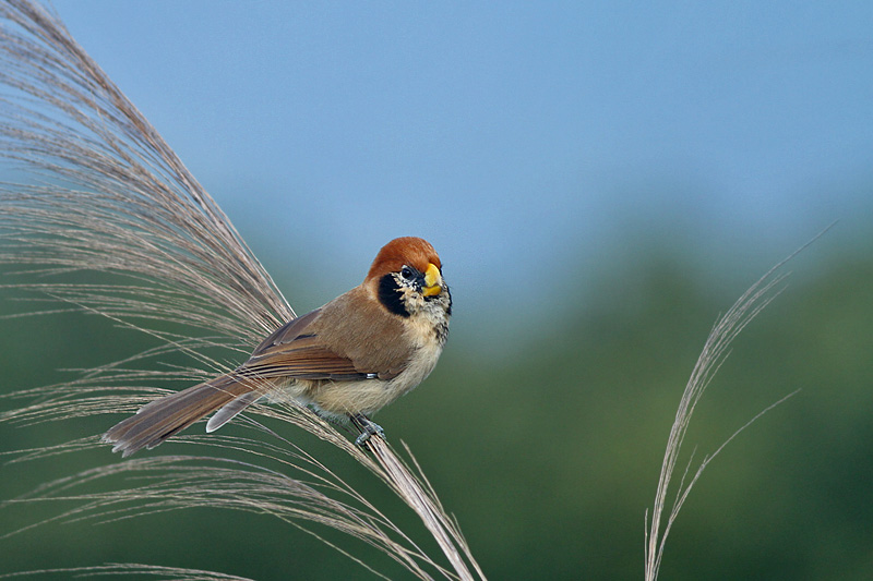 Spot-breasted Parrotbill