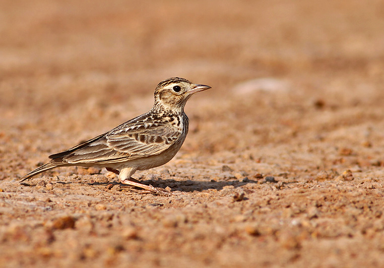 Oriental Skylark