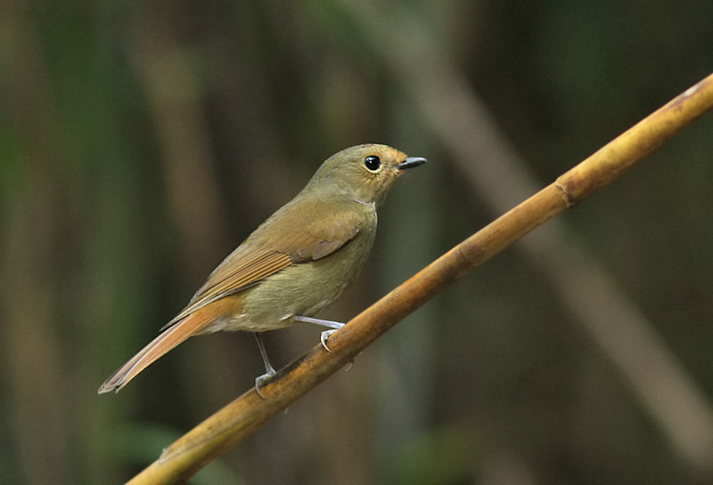 Rufous-bellied Niltava