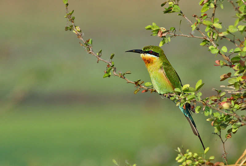 Blue-tailed Bee-eater