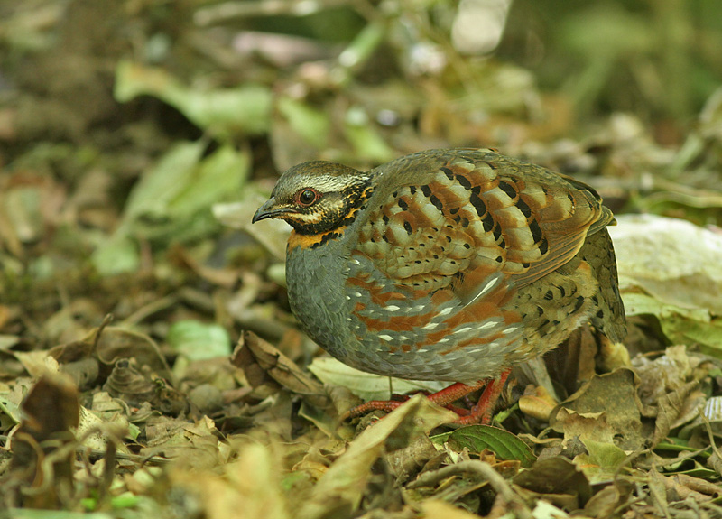 Rufous-throated Partridge