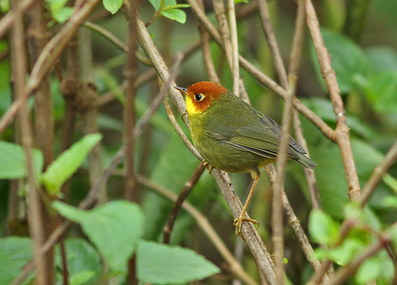 Chestnut-headed Tesia