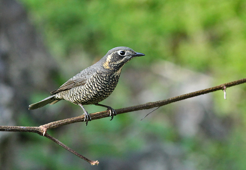 Chestnut-bellied Rock Thrush