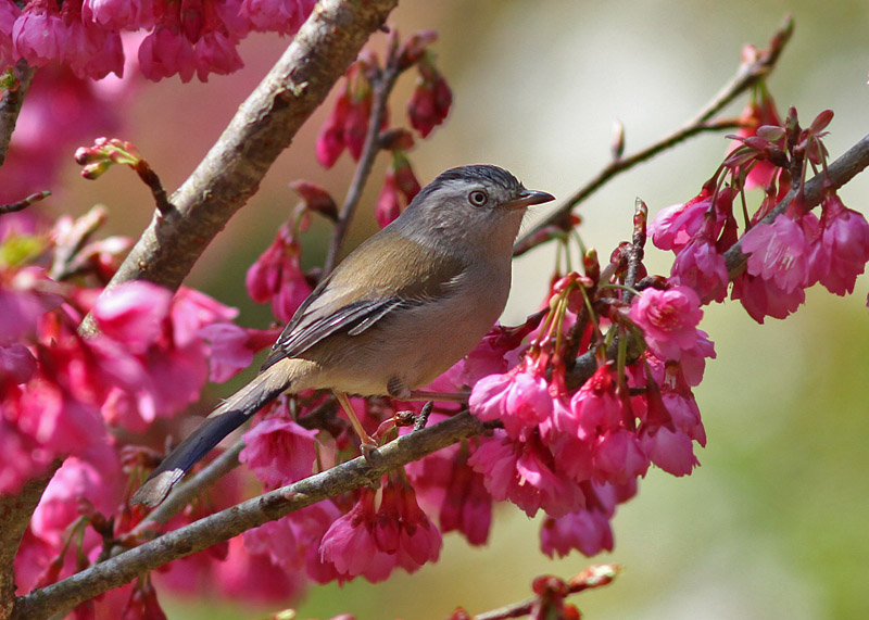 Blue-winged Minla