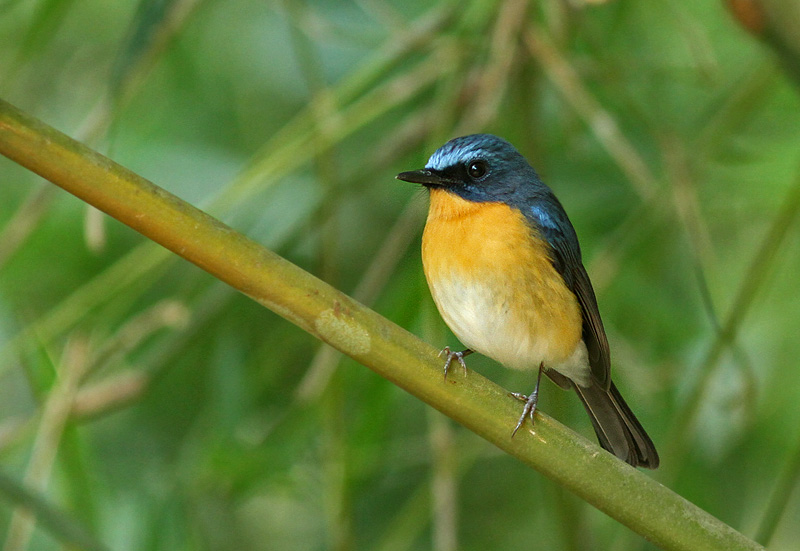 Hill Blue Flycatcher