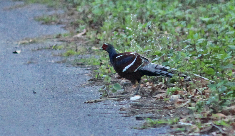 Hume's Pheasant