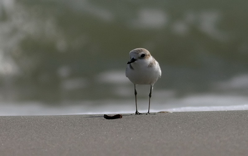 White-faced Plover