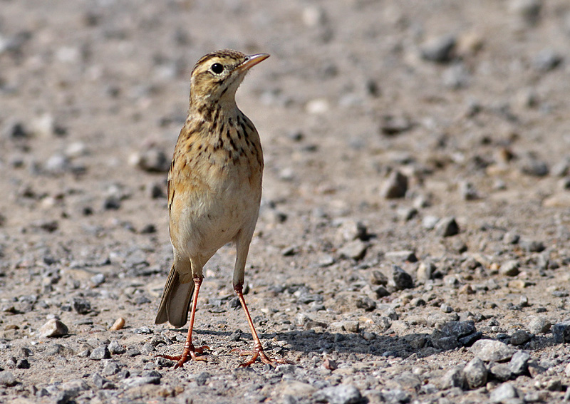 Richard's Pipit