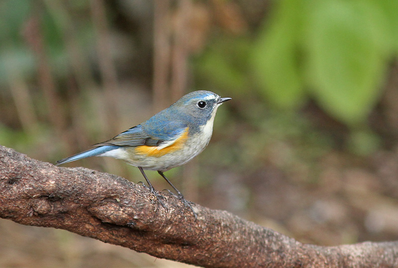 Red-flanked Bluetail