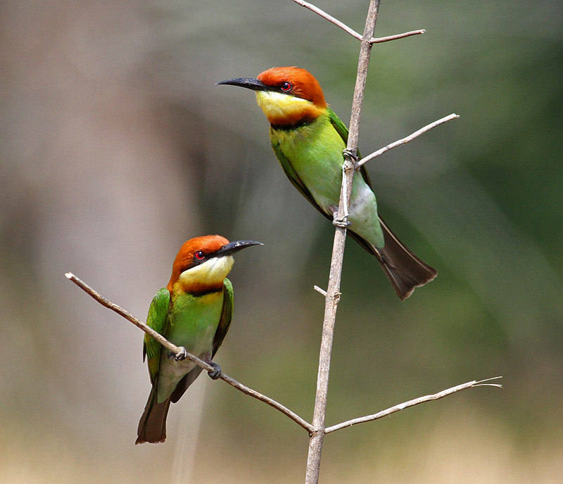 Chestnut-headed Bee-eater