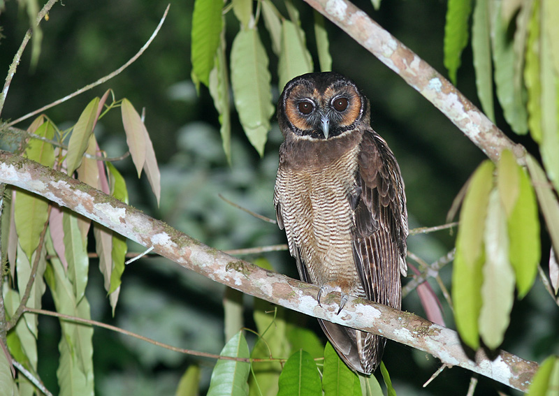 Brown Wood Owl